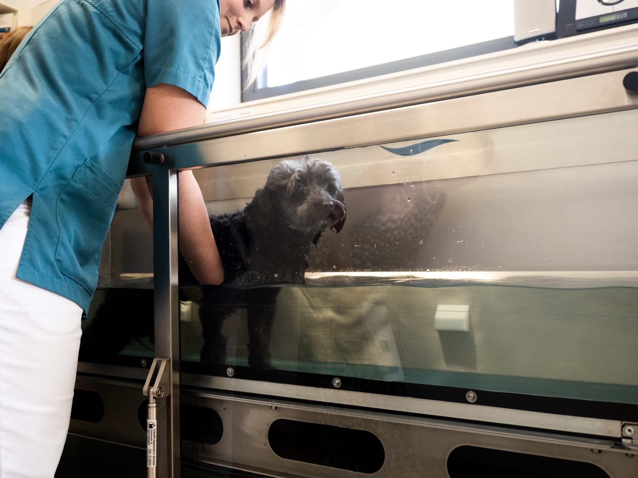 Hund auf einem Unterwasserlaufband zur Physiotherapie in der Tierklinik Altheim