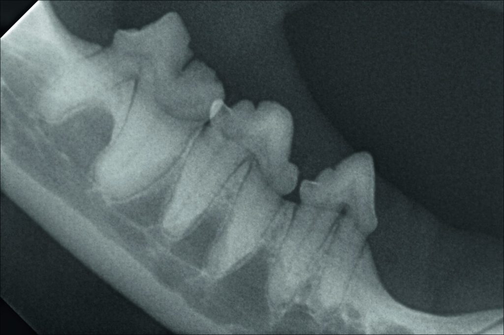 Hintergrund Dentalröntgen Kiefer